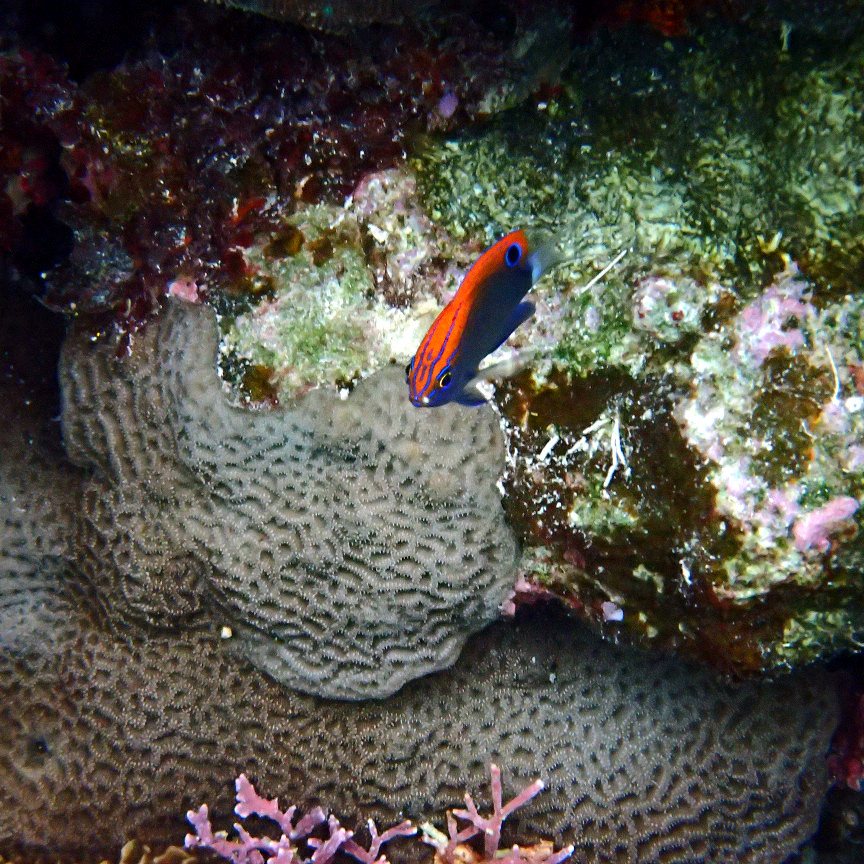 Pomacentrus bankanensis