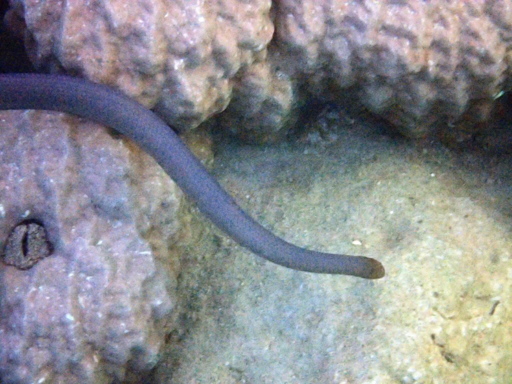 Aipysurus laevis