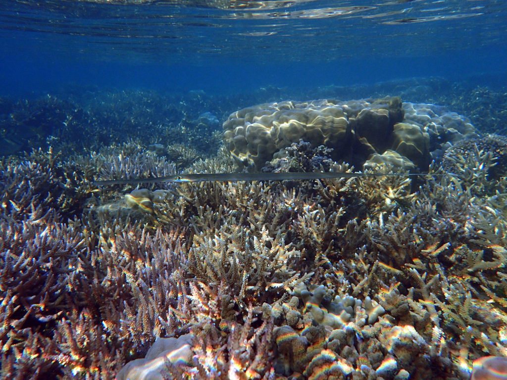 Fistularia commersonii