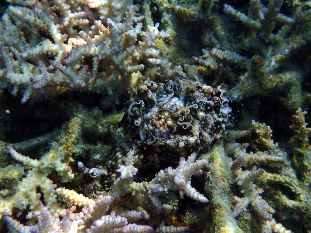 Aplysia dactylomela