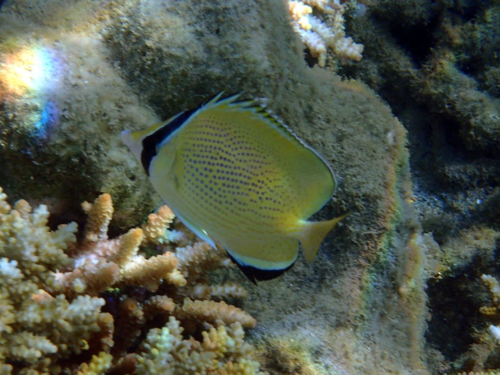 Chaetodon citrinellus