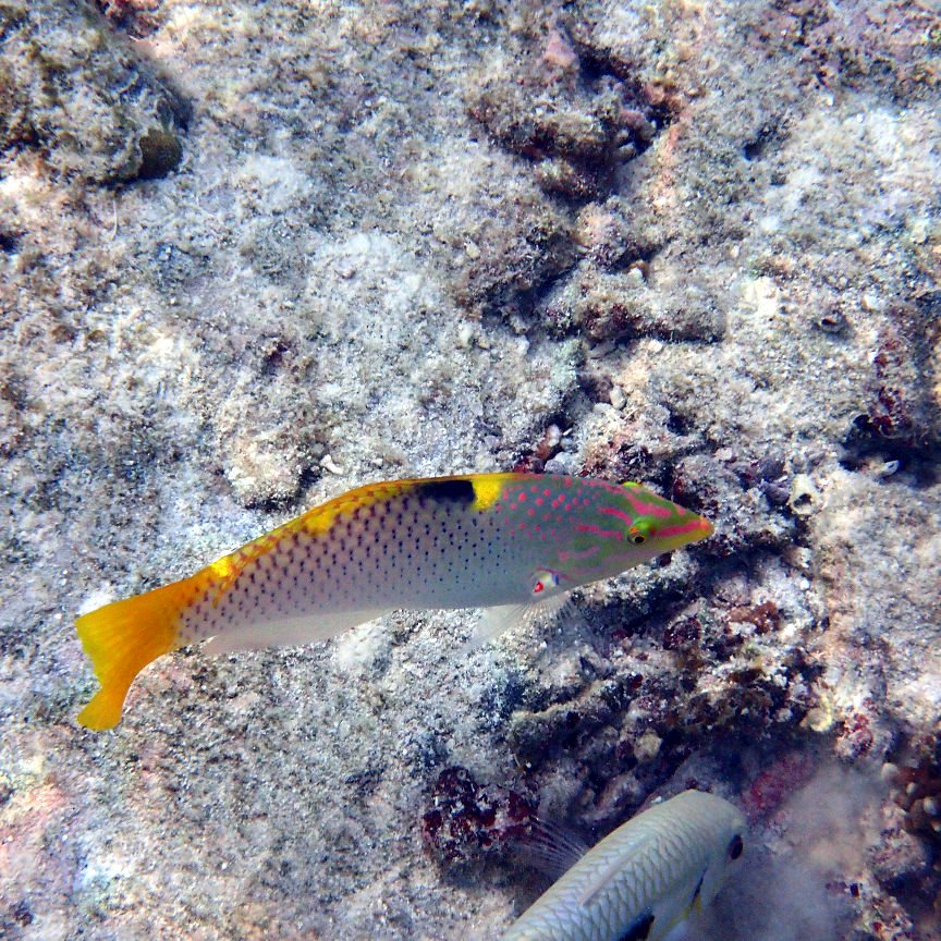 Halichoeres hortulanus
