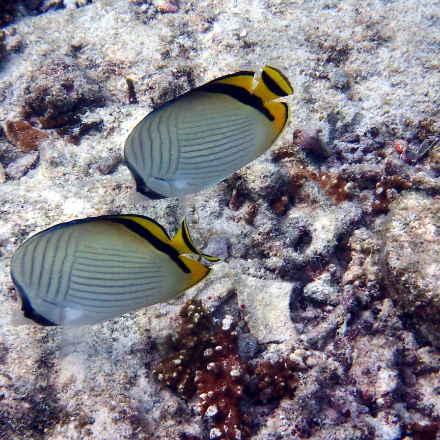 Chaetodon vagabundus