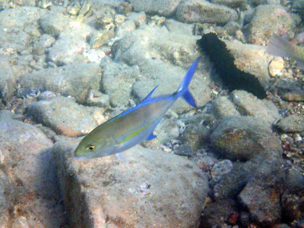 Caranx melampygus