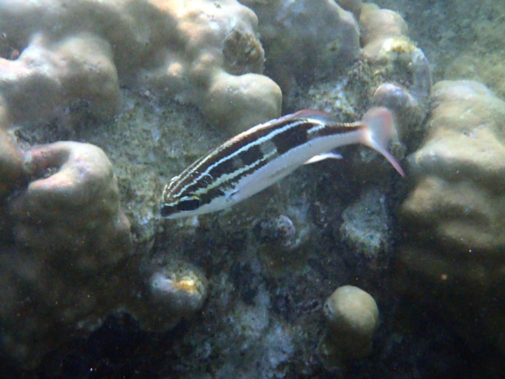 Scolopsis lineata