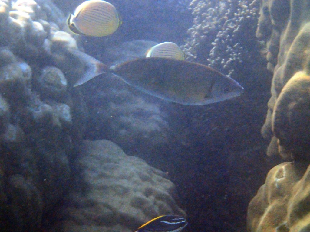 Siganus fuscescens