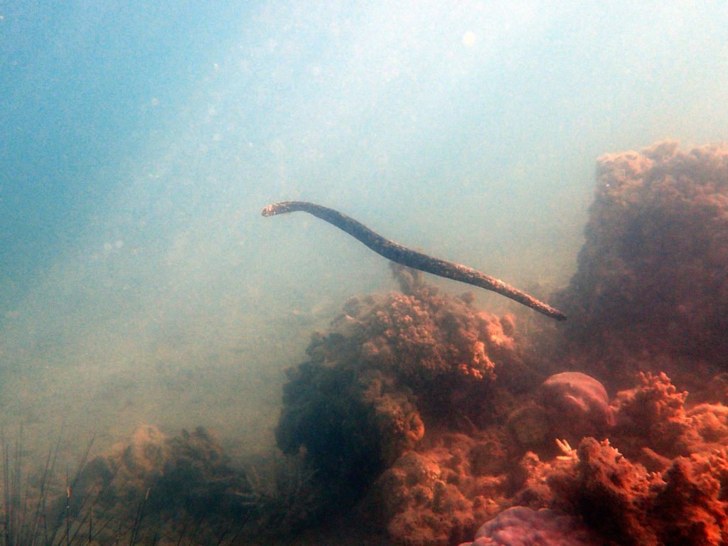 Aipysurus laevis