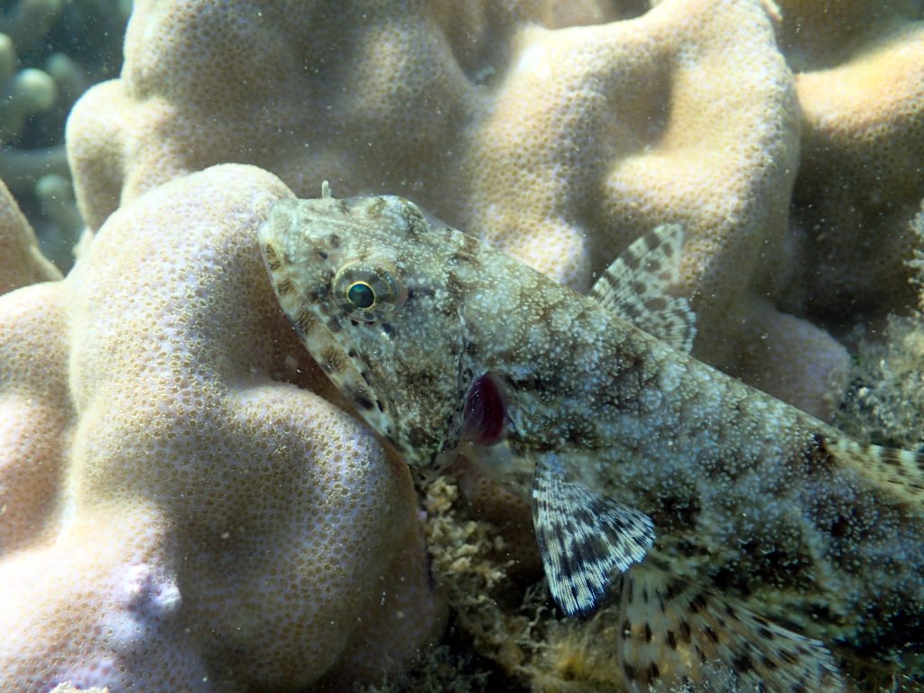 Saurida gracilis