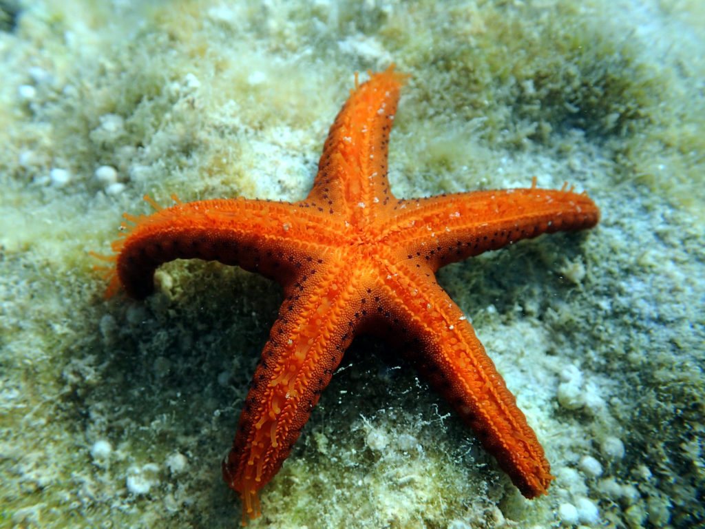 Echinaster luzonicus