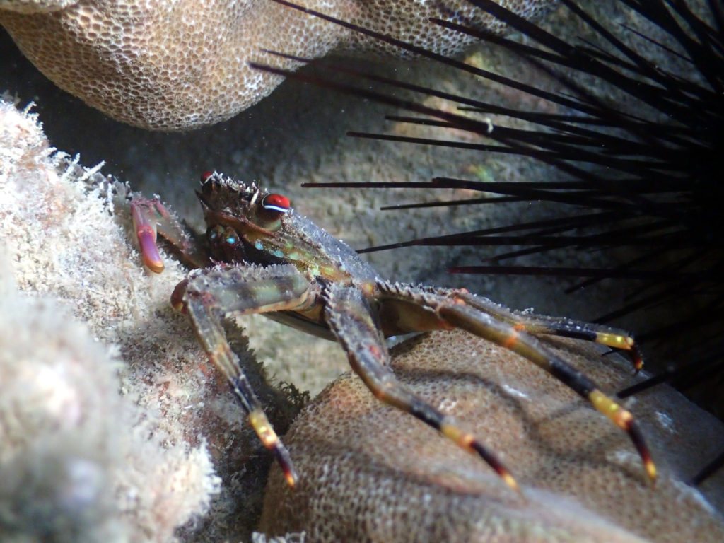 Crabe