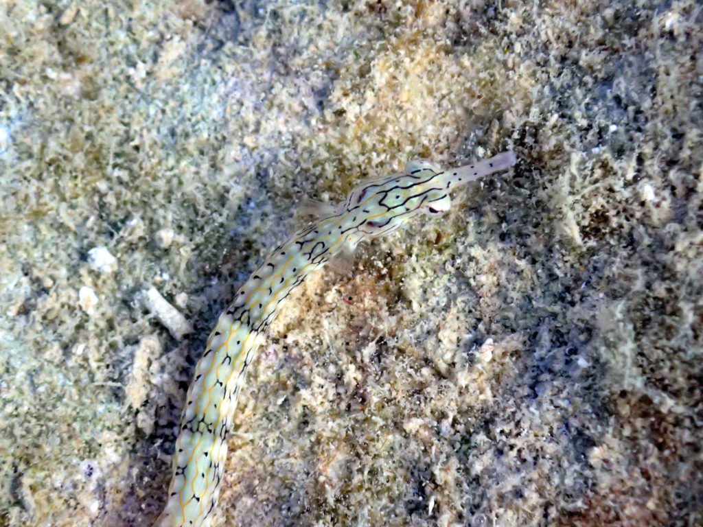 Corythoichthys haematopterus