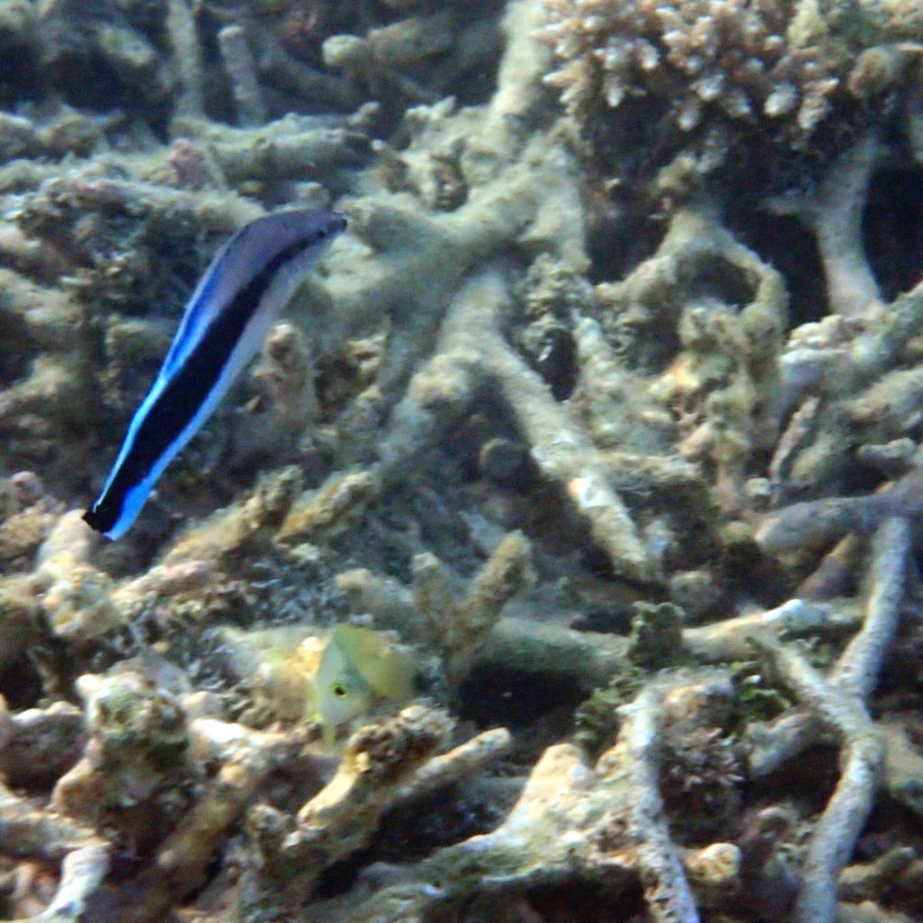 Labroides dimidiatus