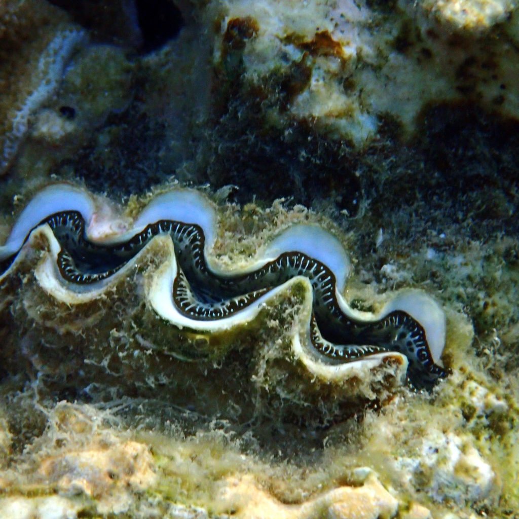 Mollusques