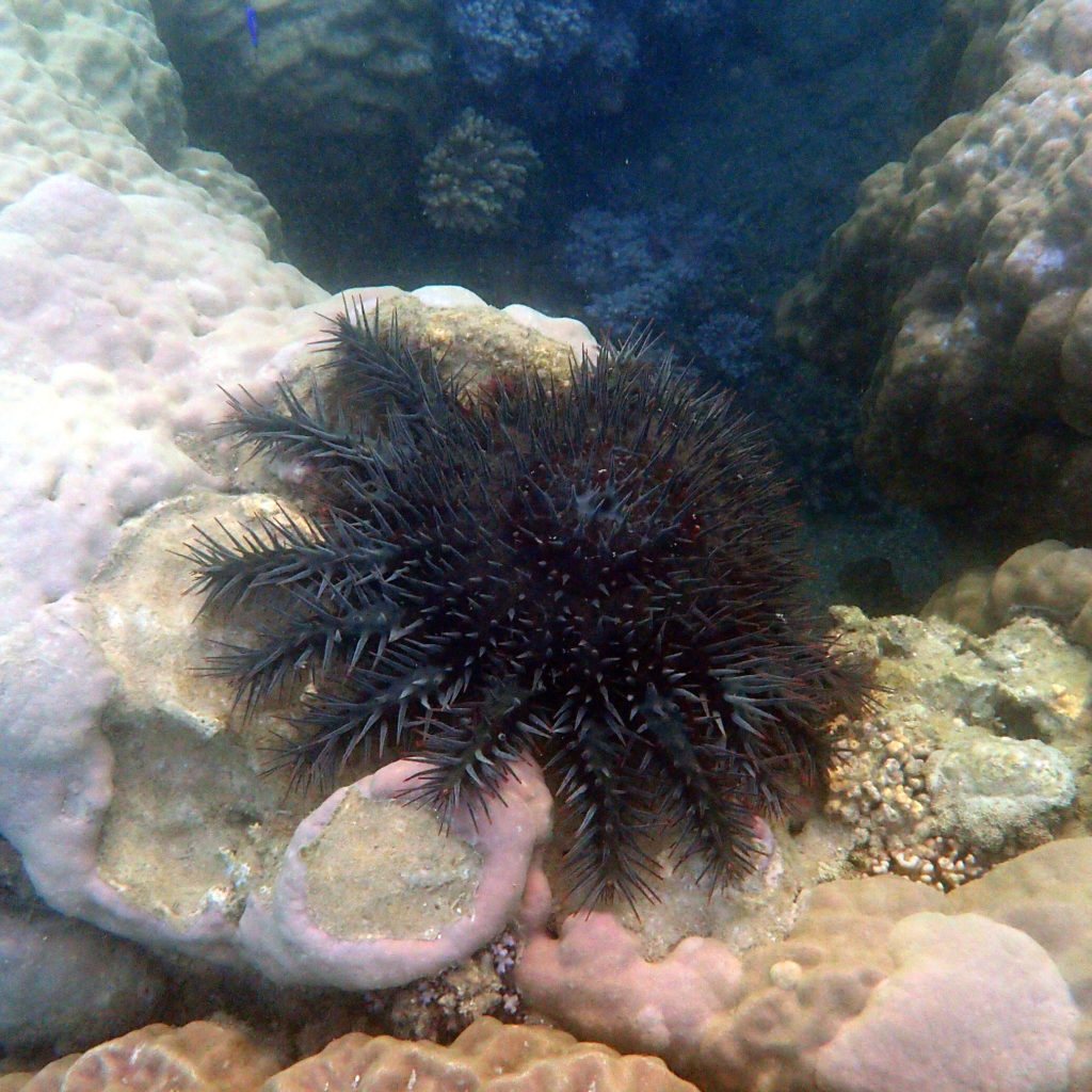 Acanthaster planci