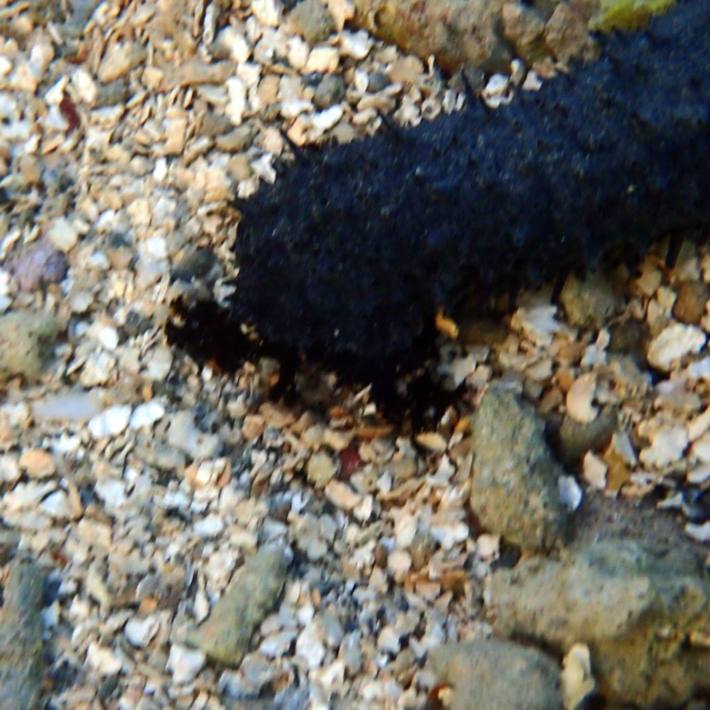 Stichopus chloronotus
