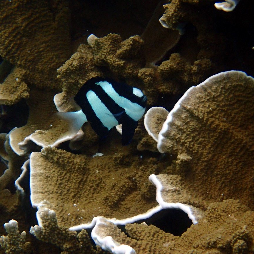 Dascyllus aruanus