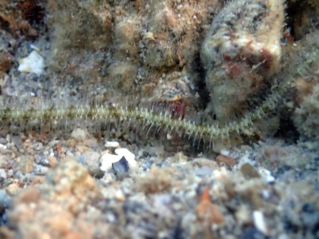 Ophiactis sp.