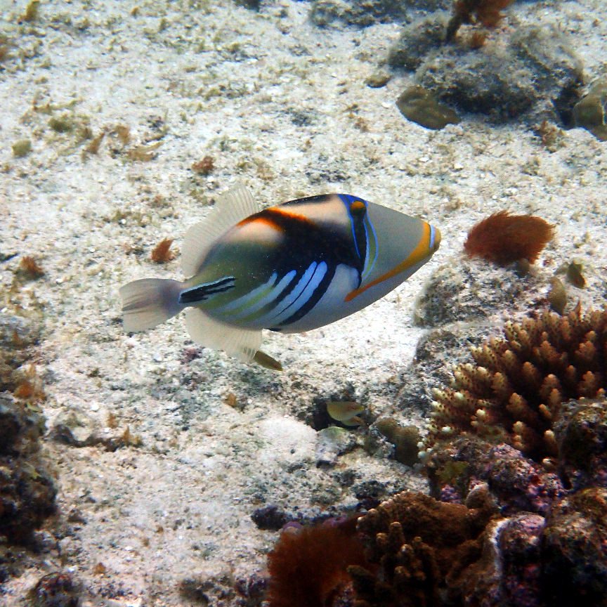 Rhinecanthus aculeatus