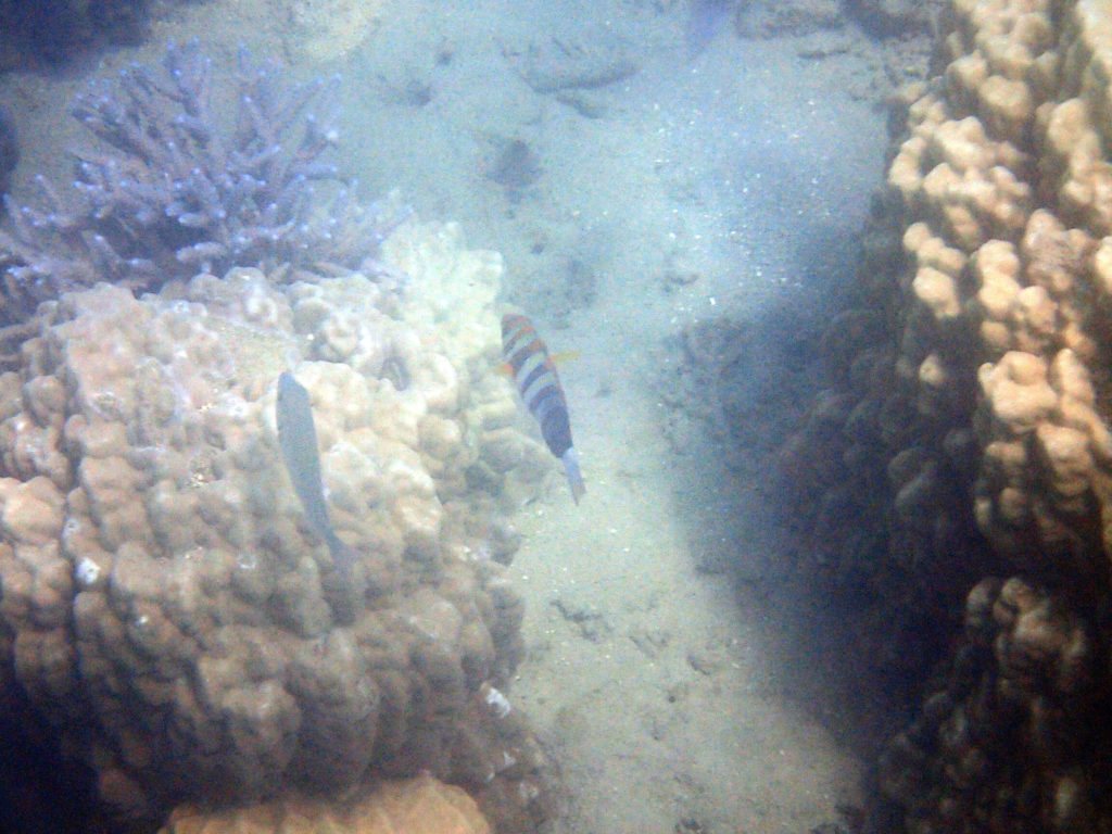 Choerodon fasciatus