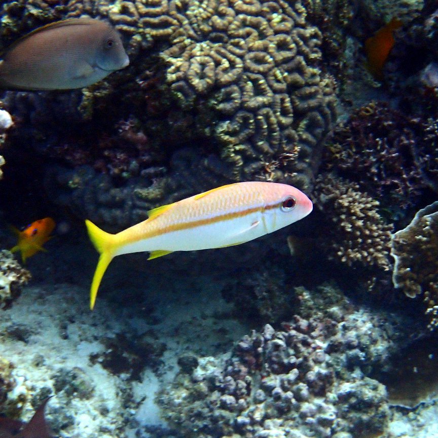 Mulloidichthys vanicolensis
