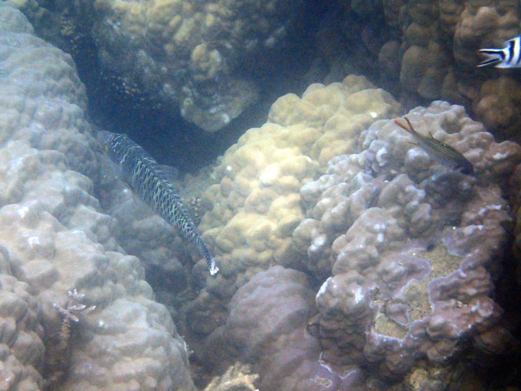Scarus schlegeli
