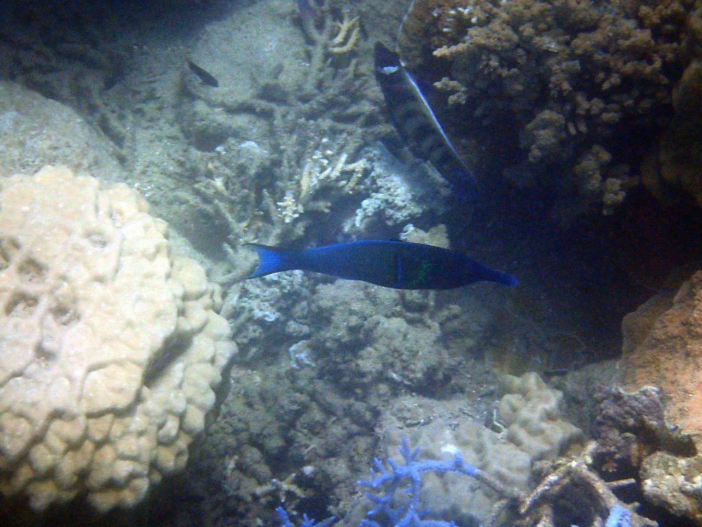 Gomphosus varius