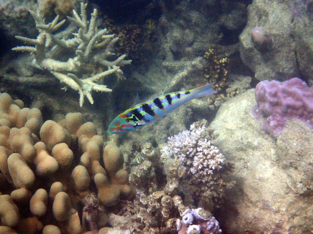 Thalassoma hardwicke