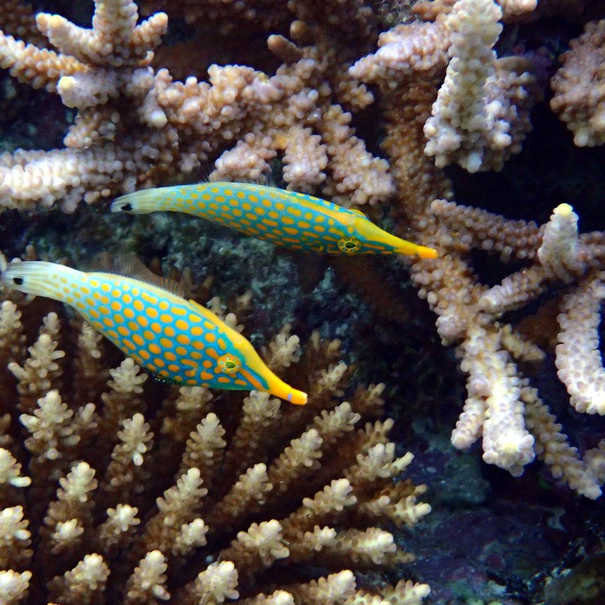 Oxymonacanthus longirostris
