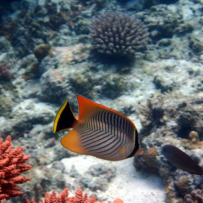 Chaetodon trifascialis