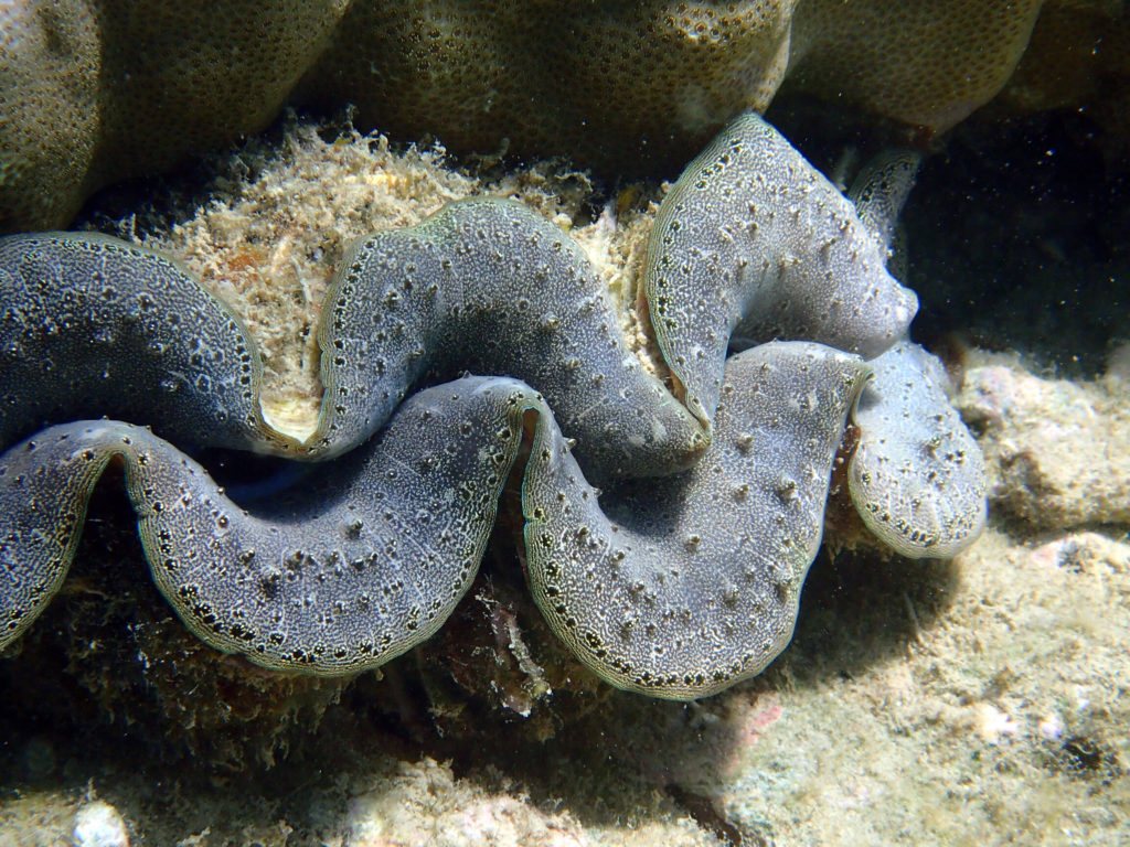Bénitier