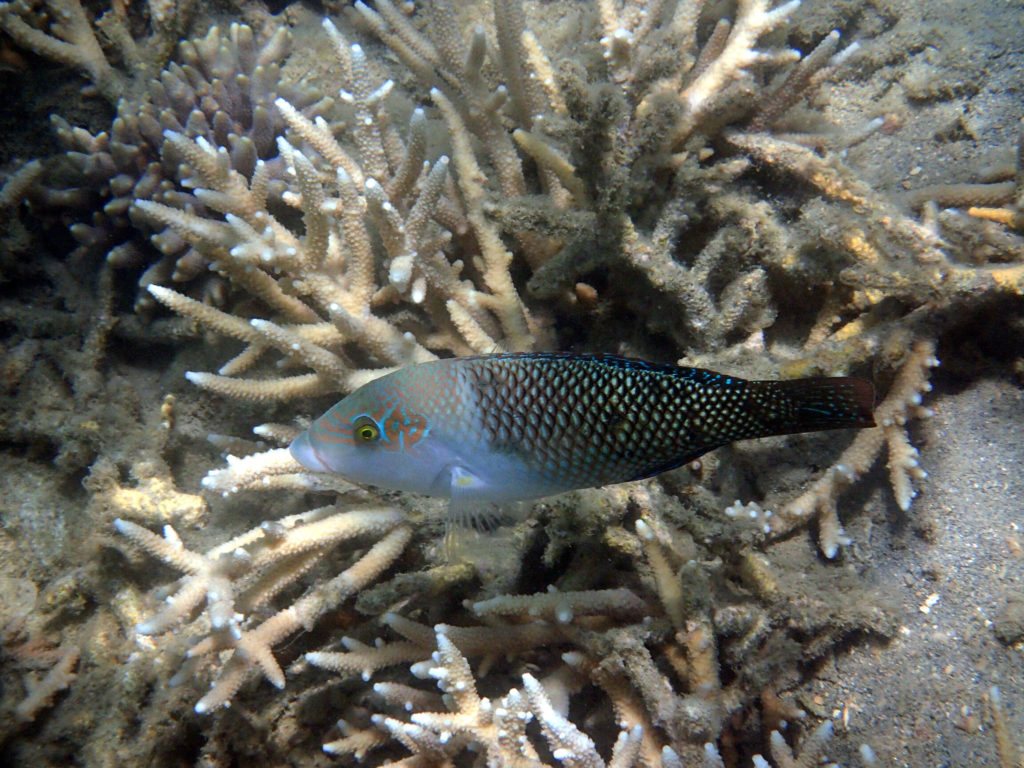 Hemigymnus melapterus