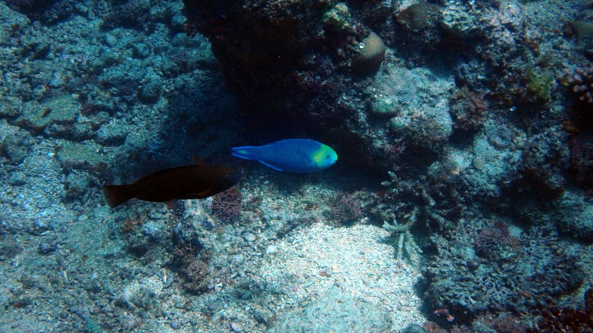 Scarus spinus