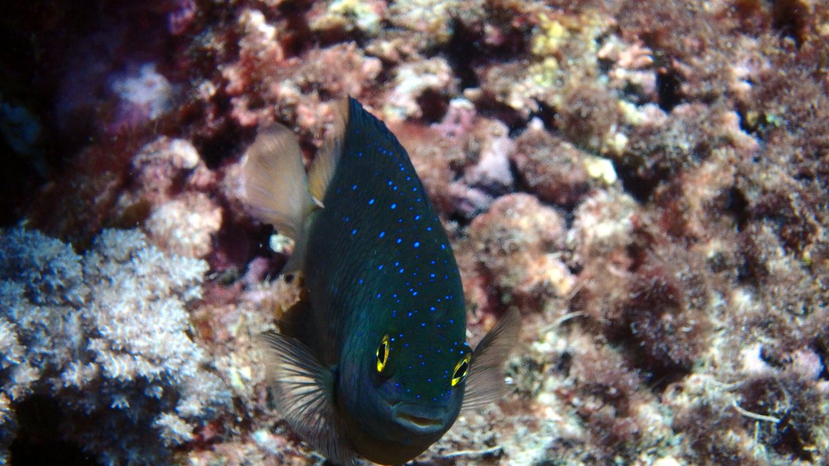 Plectroglyphidodon lacrymatus