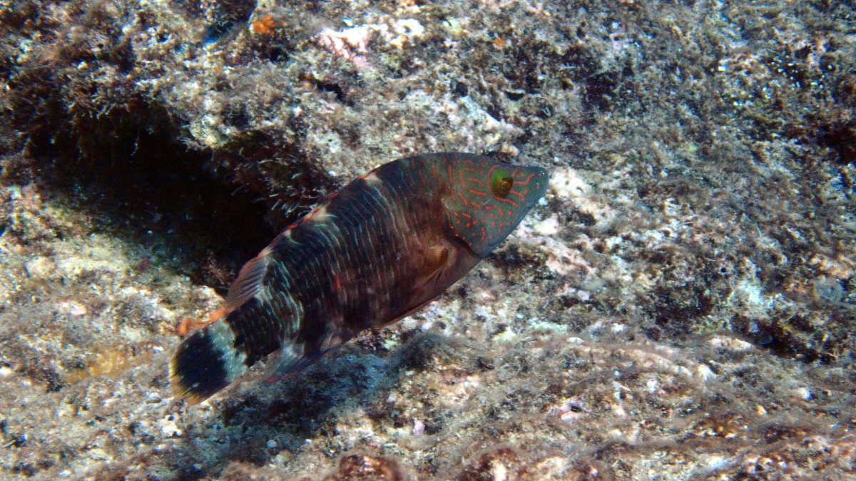 Cheilinus chlorourus