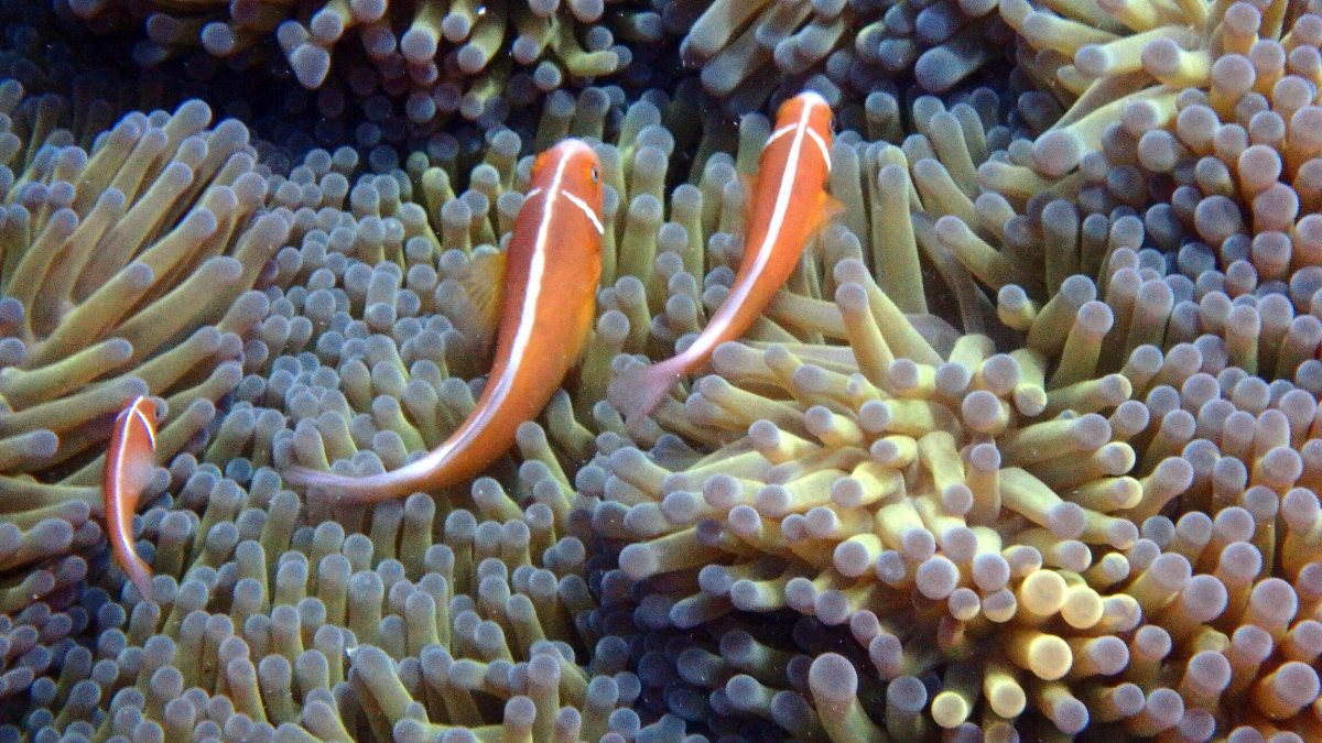 Amphiprion perideraion
