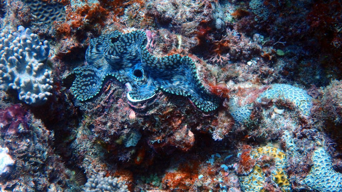 Mollusques