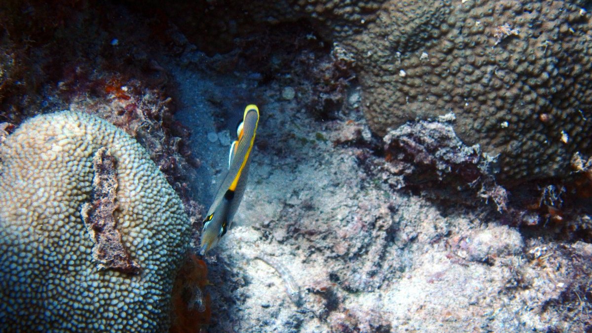 Chaetodon flavirostris