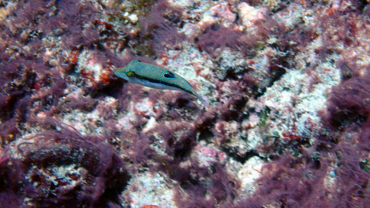 Canthigaster benneti