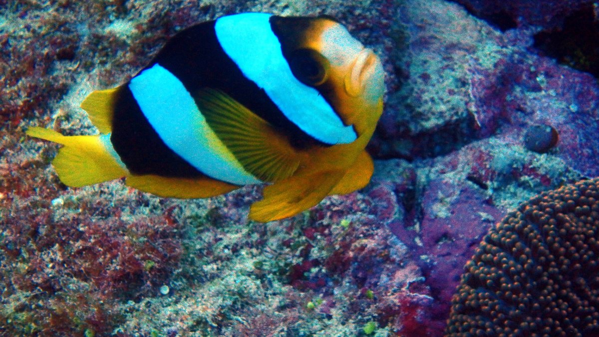 Amphiprion akindynos