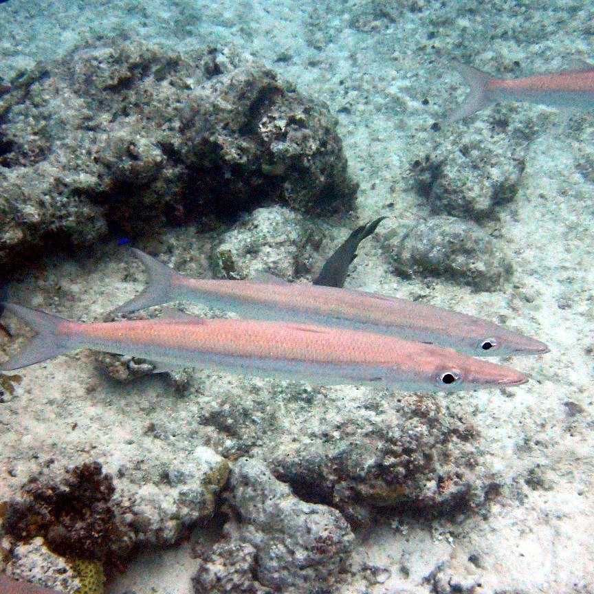 Sphyraena flavicauda