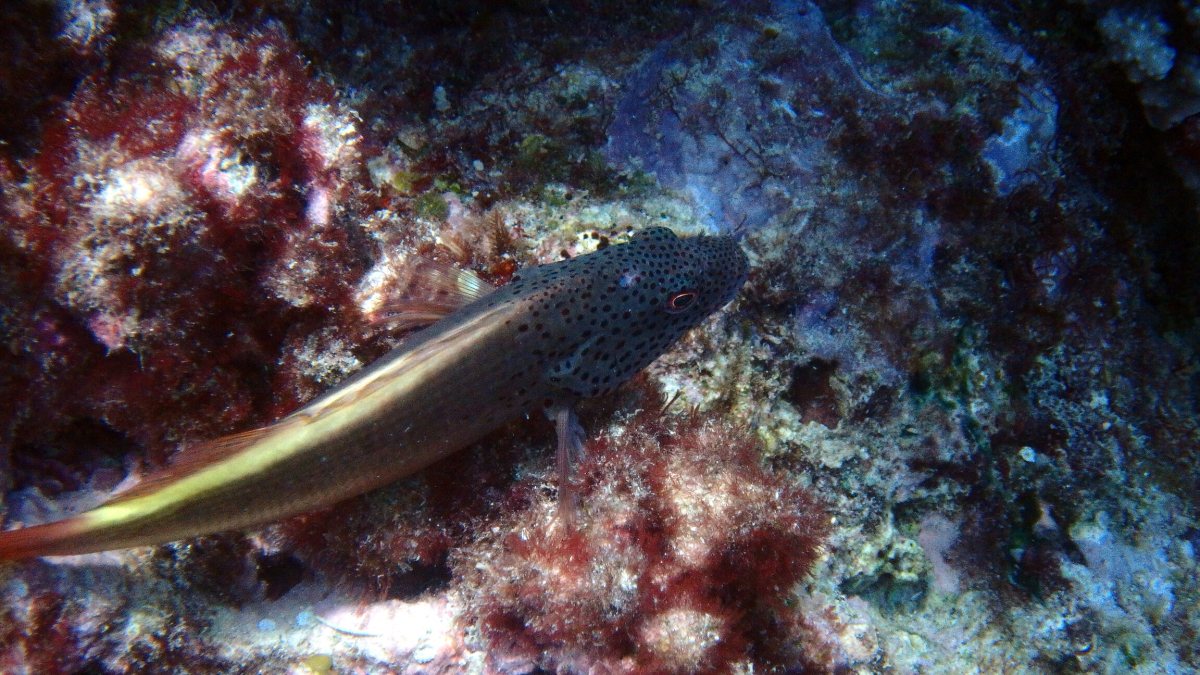 Paracirrhites forsteri