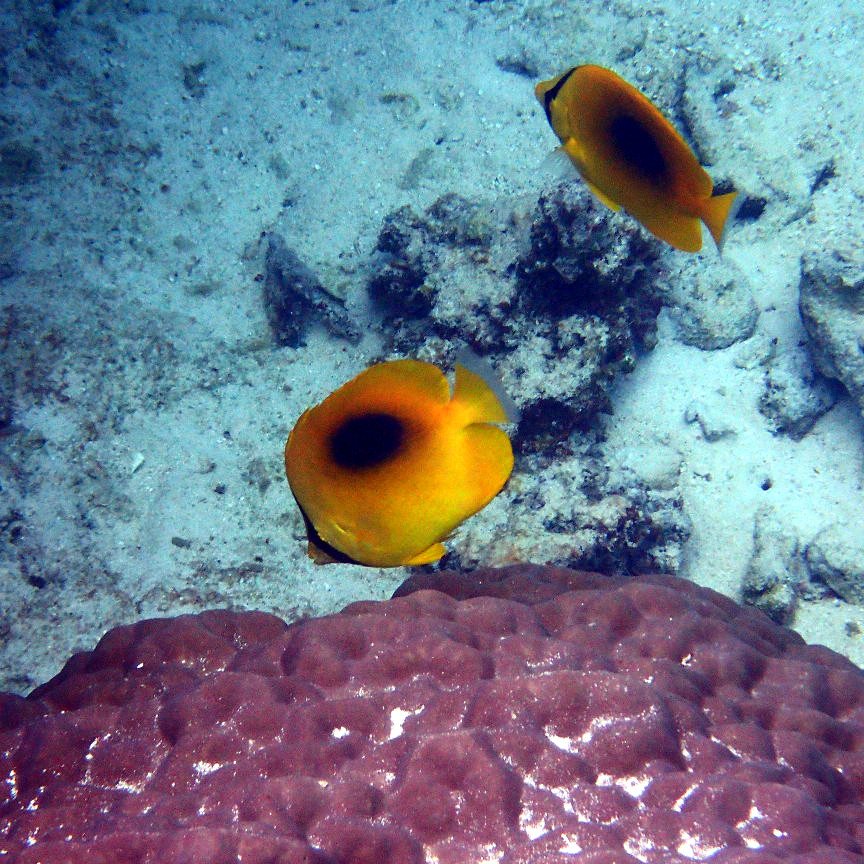 Chaetodon speculum