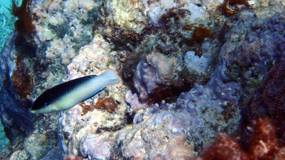 Anampses neoguinaicus