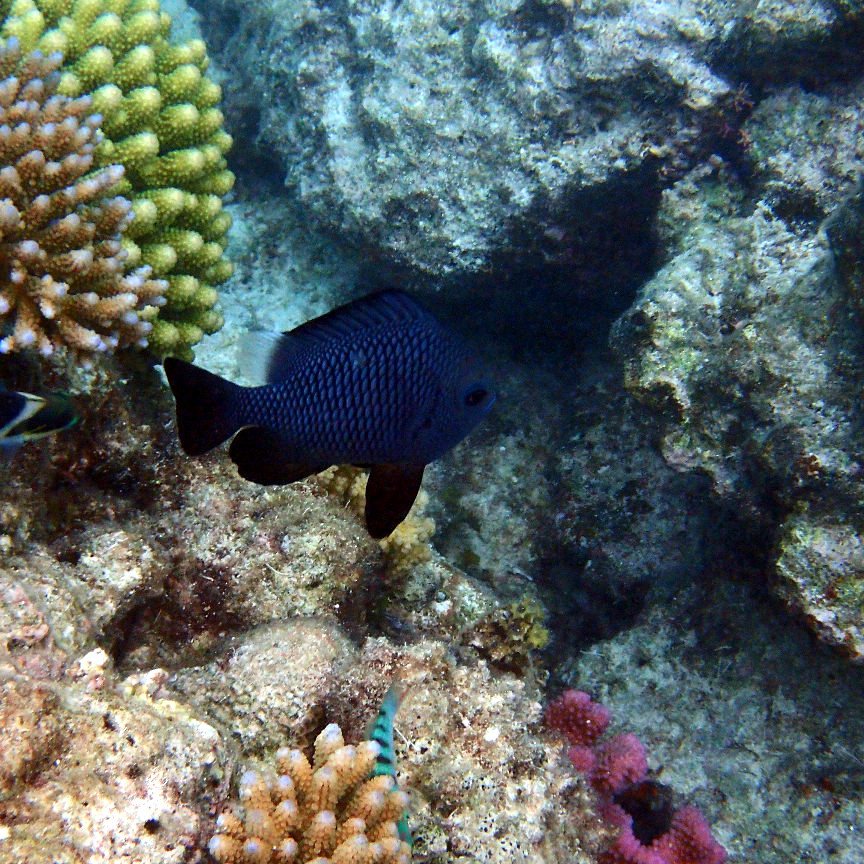 Dascyllus trimaculatus