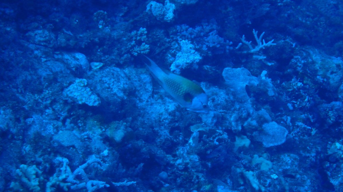 Epibulus insidiator