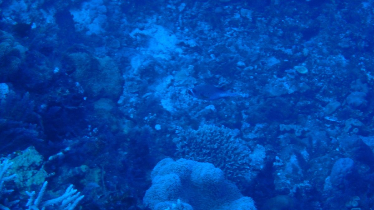 Arothron nigropunctatus