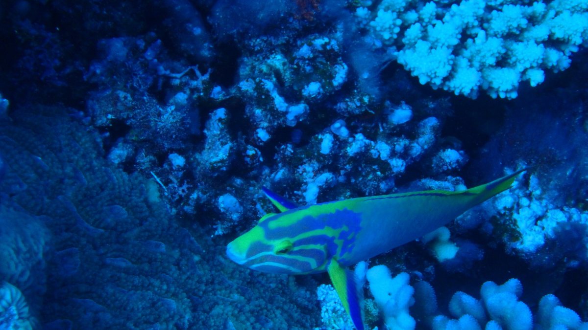 Thalassoma lutescens