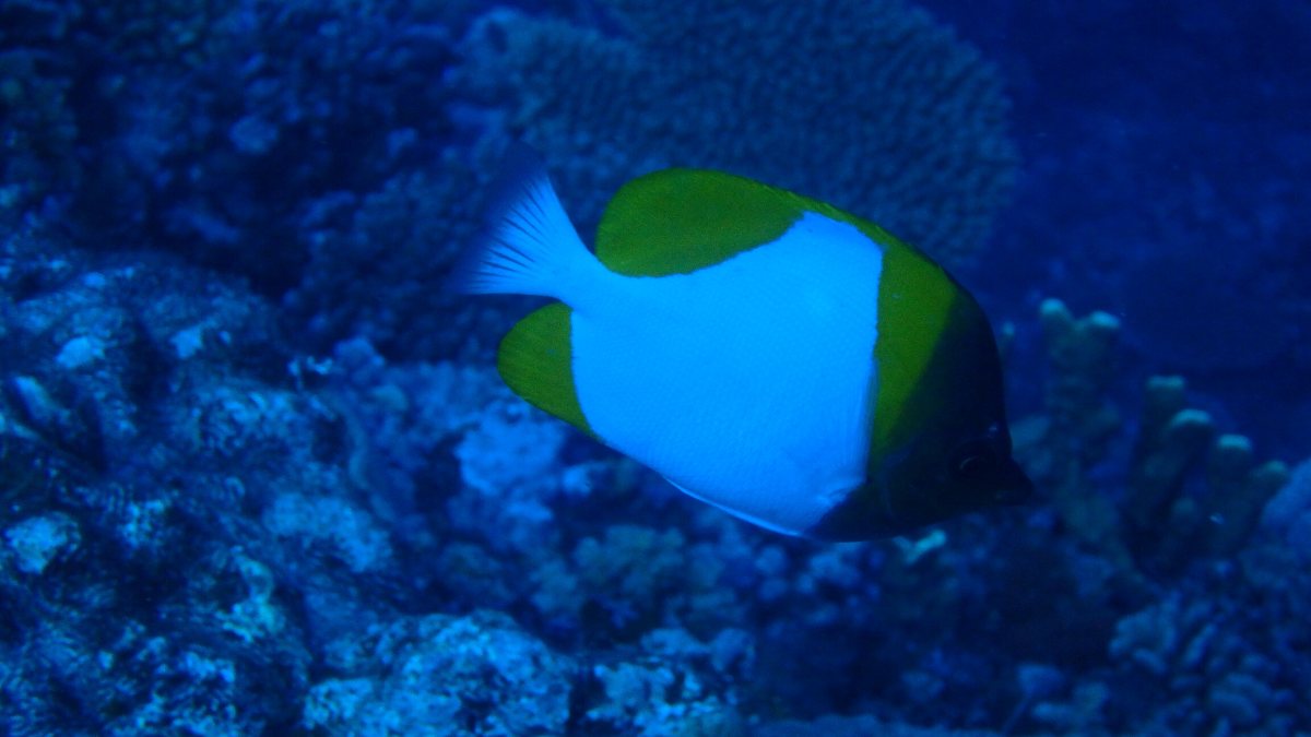 Hemitaurichthys polylepis