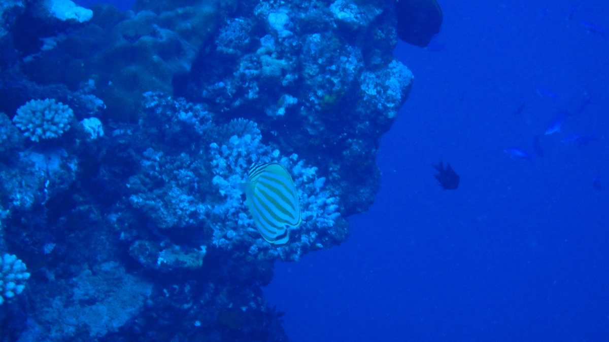 Chaetodon ornatissimus