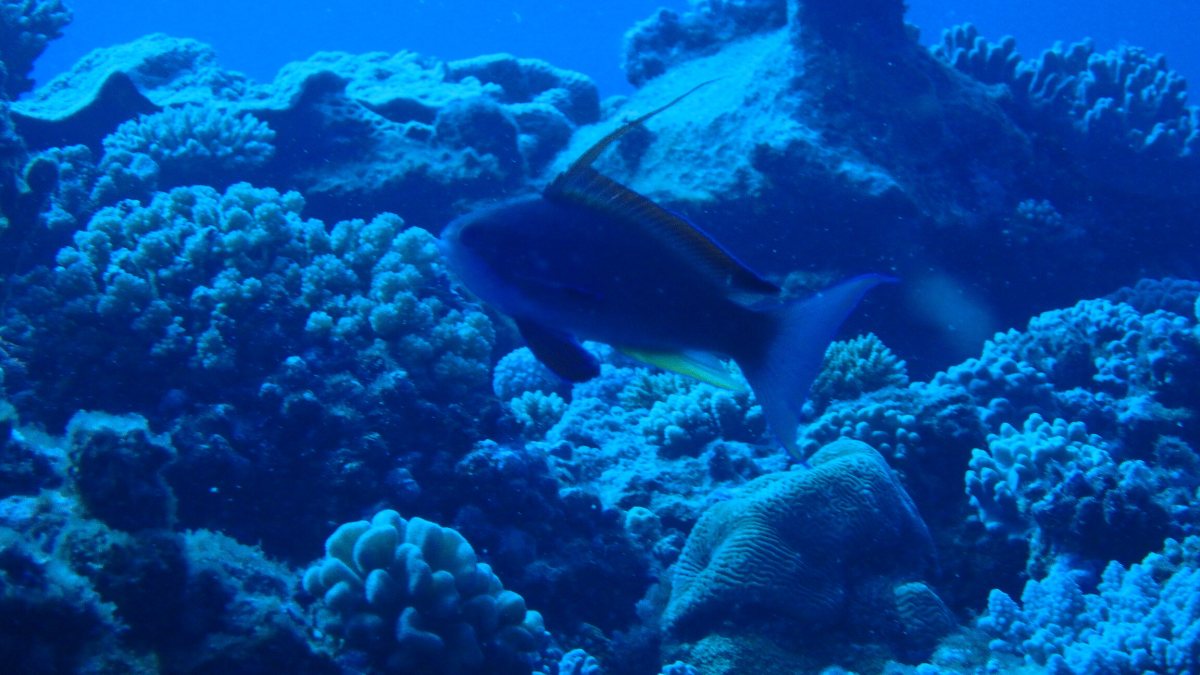 Pseudanthias squamipinnis